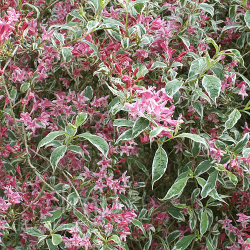 Big Photo of Weigela Variegata