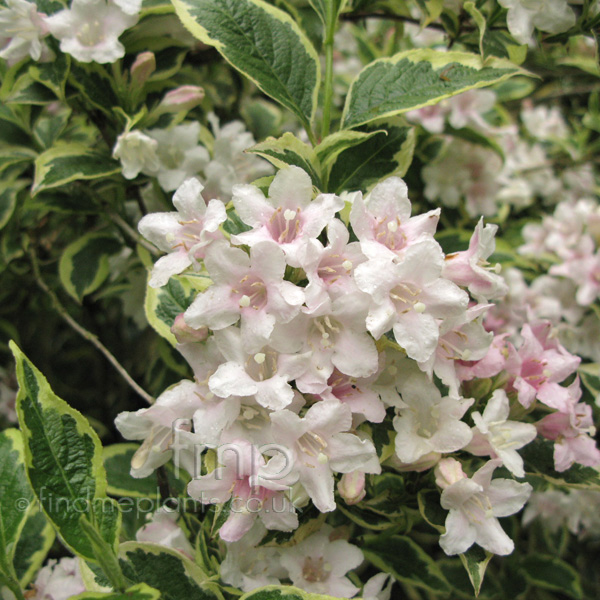 Big Photo of Wiegelia Florinbunda Variegata Fl