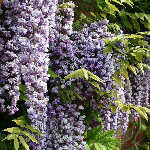 Big Photo of Wisteria Blackdragon