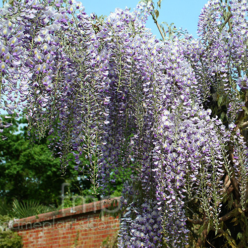 Big Photo of Wisteria Floribunda Domino