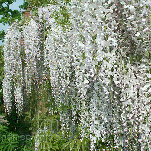 Big Photo of Wisteria Floribunda Kuchibe