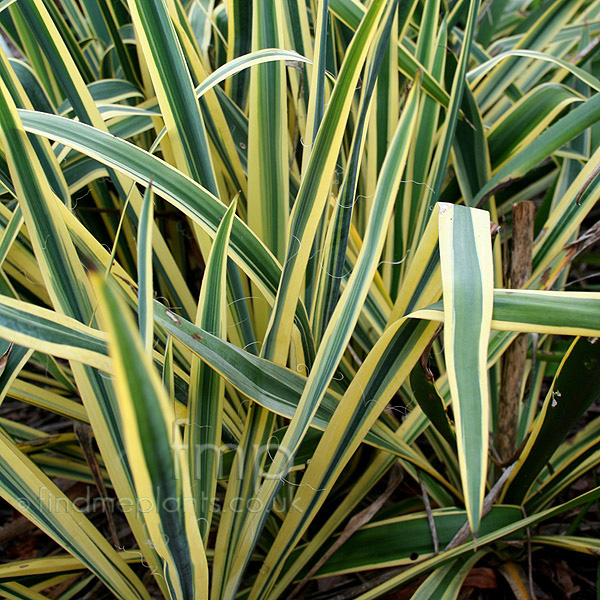 Big Photo of Yucca Brightedge