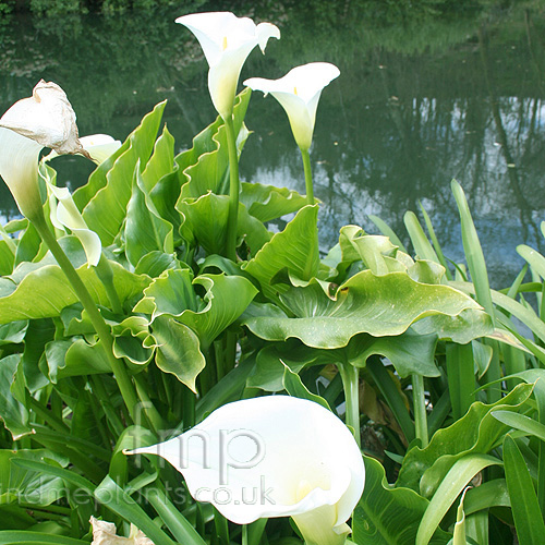 Big Photo of Zantedeschia Crowborough